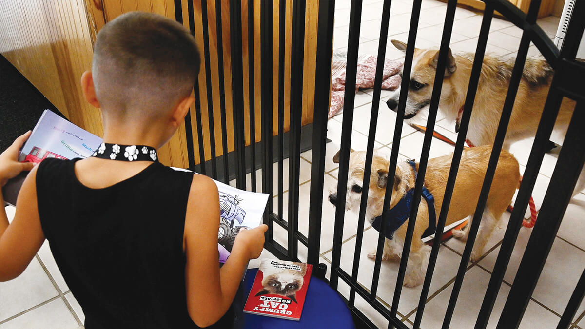 Boy reading to shelter dogs